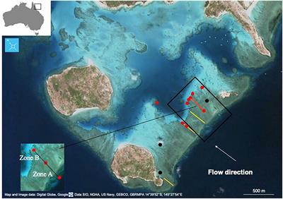 Multi-Decadal Change in Reef-Scale Production and Calcification Associated With Recent Disturbances on a Lizard Island Reef Flat